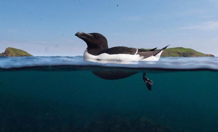 Razorbill - Image Credit: Aidan McCormick